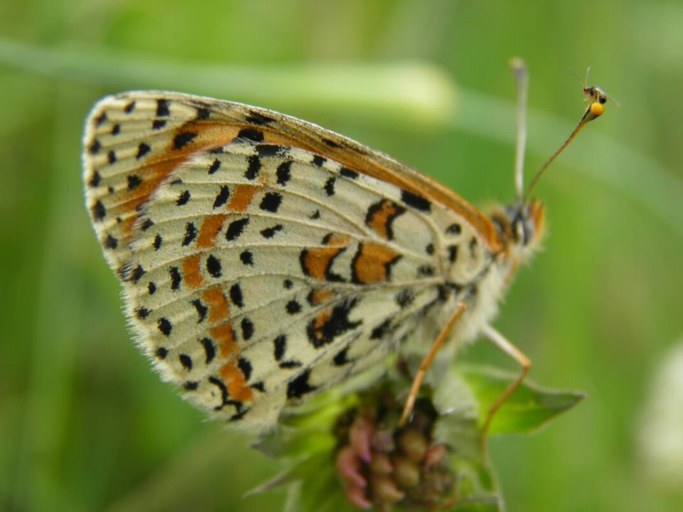 Quiz! Probabile Cynipidae sull''antenna di una farfalla